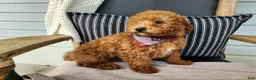 Mini Bernedoodle dogs for sale: Blake - Ad 14