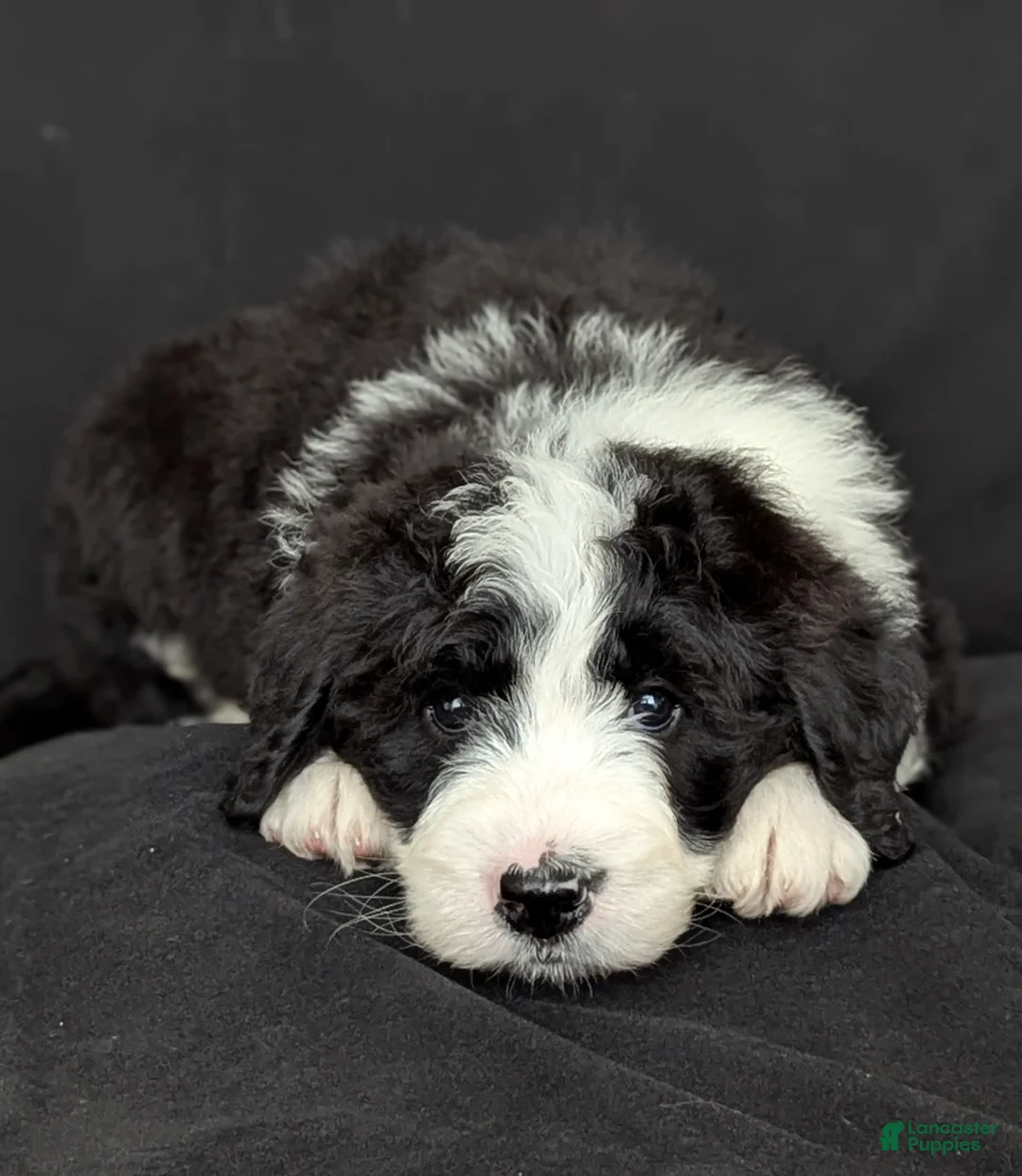 Bernedoodle dogs for sale: Rex - Ad 2