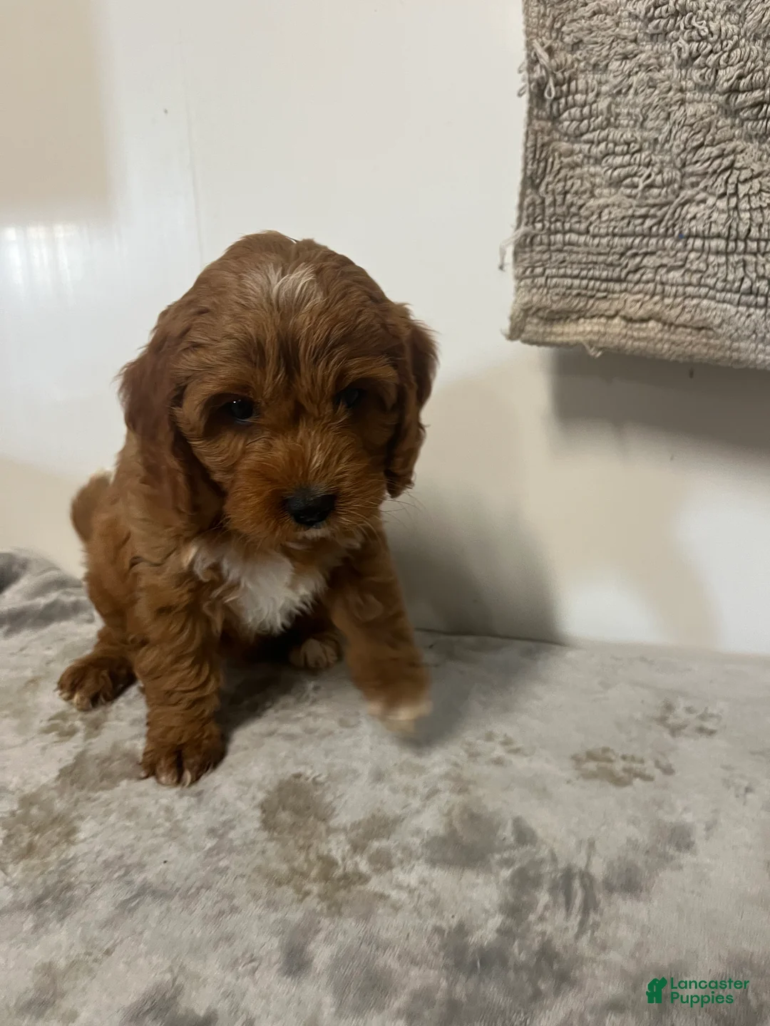 Cavapoo dogs for sale: Jill  - Ad 1
