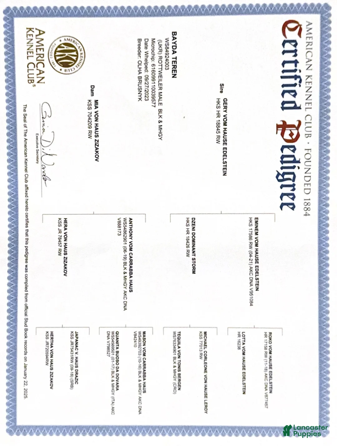 Rottweiler dogs for sale: Thor - Ad 7