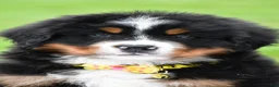 Bernese Mountain Dog dogs for sale: Rocket - Ad 1