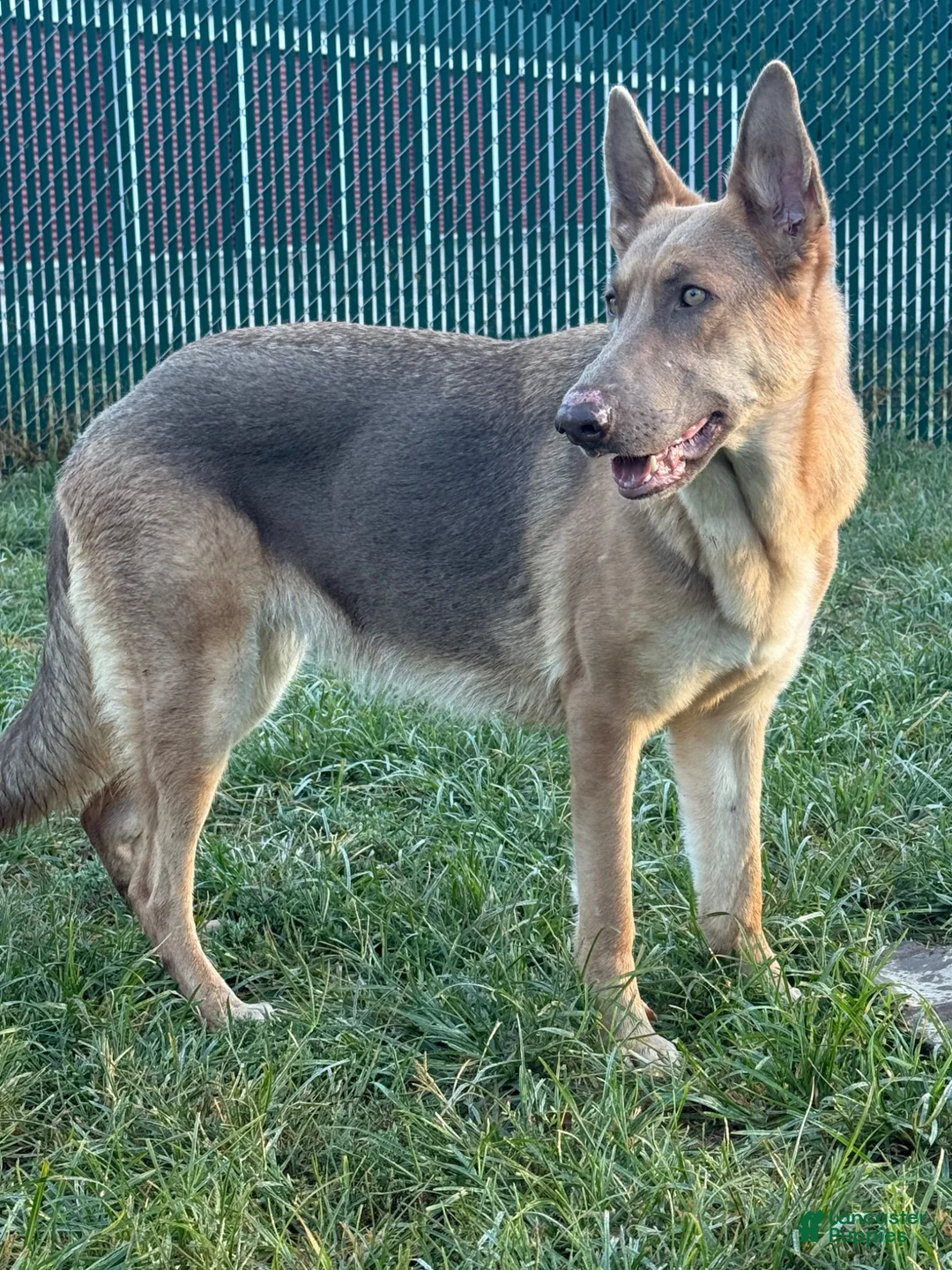 German Shepherd dogs for sale: Iris  - Ad 2