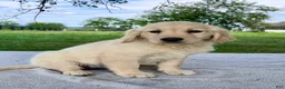 Golden Retriever dogs for sale: Gabby - Ad 4