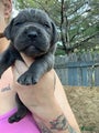 Cane Corso Puppy 12