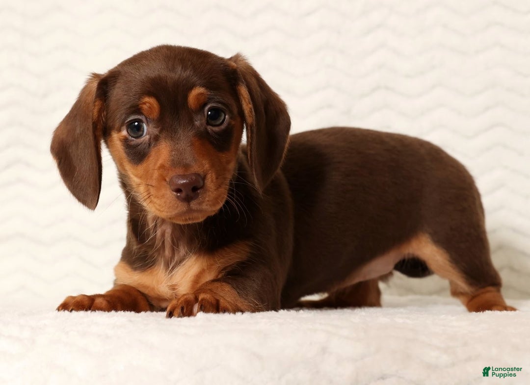 Miniature Dachshund dogs for sale: Remi - Ad 2