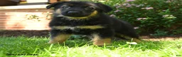 German Shepherd dogs for sale: Simba - Ad 3