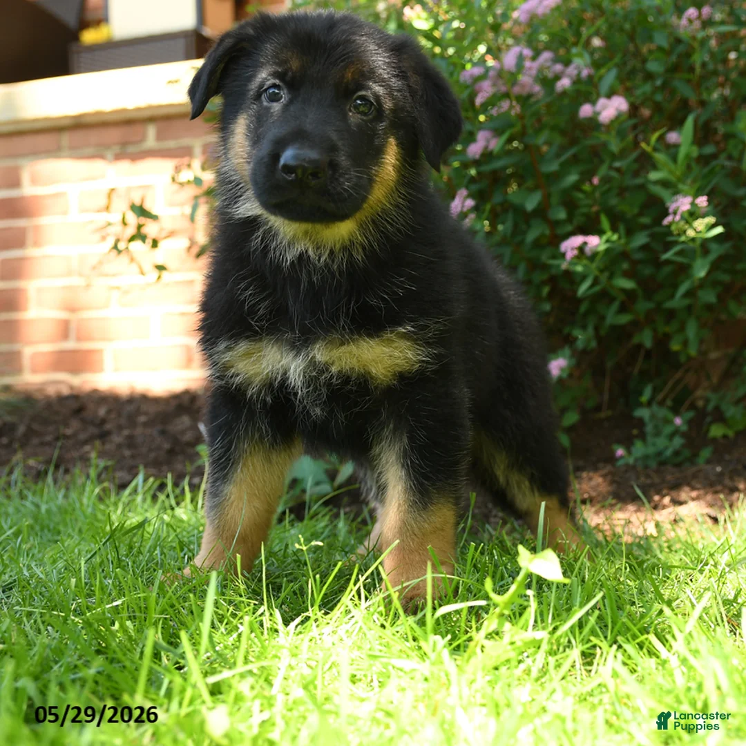 German Shepherd dogs for sale: Simba - Ad 3