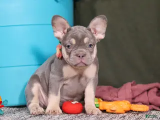 French Bulldog dogs for sale: Pippa - Ad 2