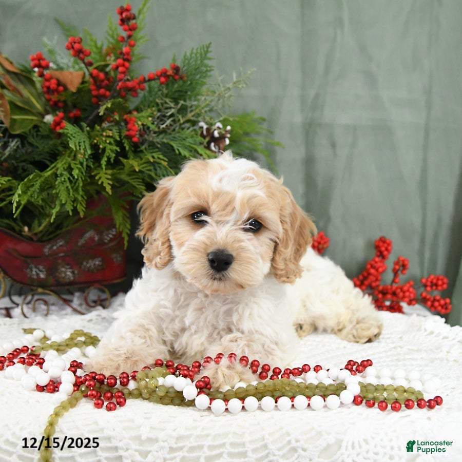 Cavapoo dogs Holly - Ad 41