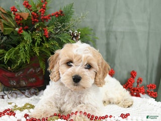 Cavapoo dogs Holly - Ad 24
