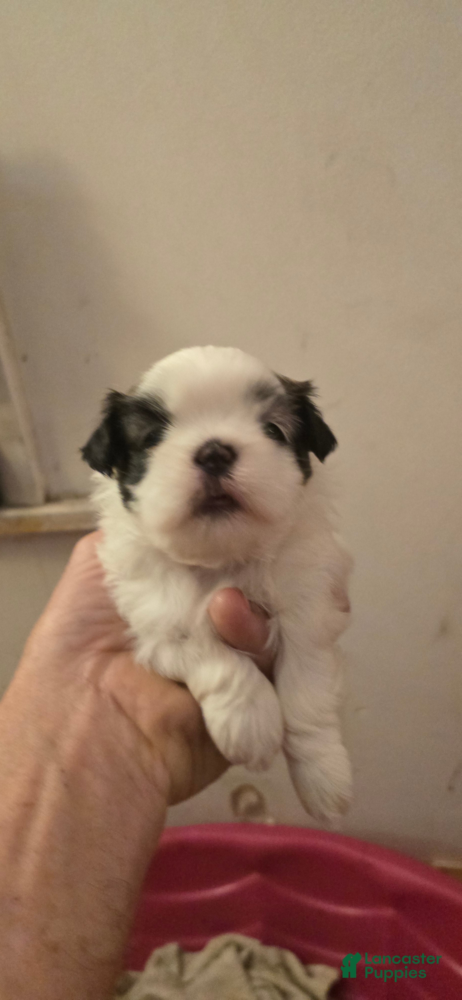 Shih Tzu dogs Shih Tzu 2 - Ad 1