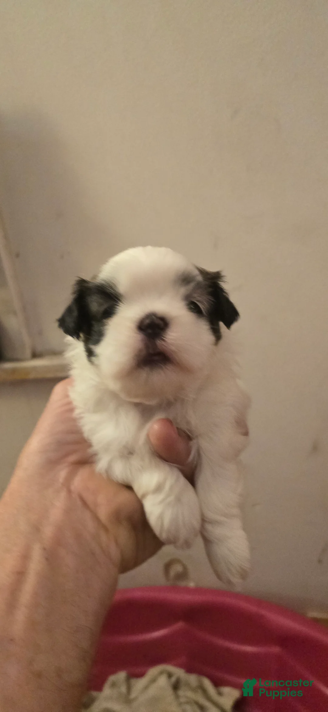 Shih Tzu dogs for sale: Shih Tzu 2 - Ad 1