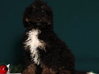 Mini Bernedoodle dogs Asher - Ad 2