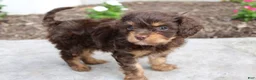 Cavapoo dogs for sale: Forrest - Ad 10