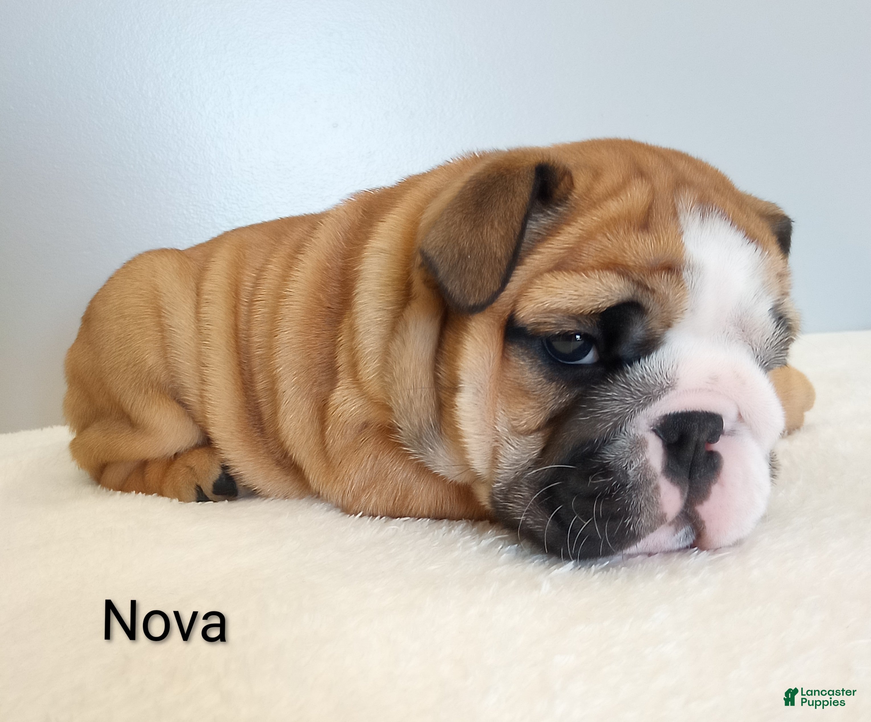English Bulldog dogs Nova - Ad 1