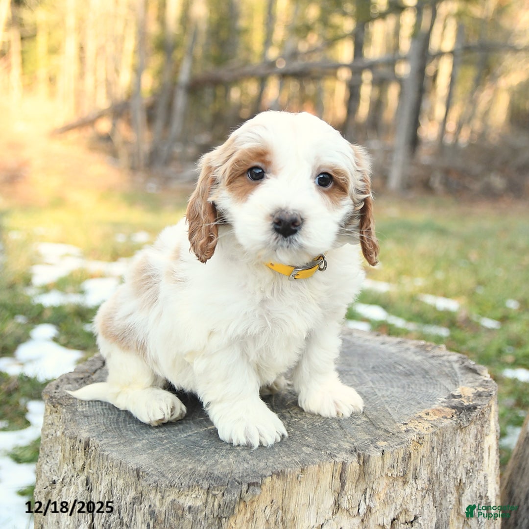 Cockapoo dogs for sale: Masy - Ad 1