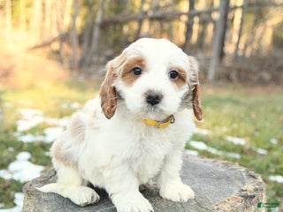 Cockapoo dogs Masy - Ad 41