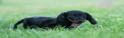 Miniature Dachshund dogs for sale: bentley - Ad 4