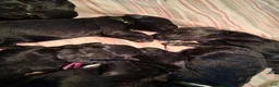 Giant Schnauzer dogs for sale: Poppy - Ad 5