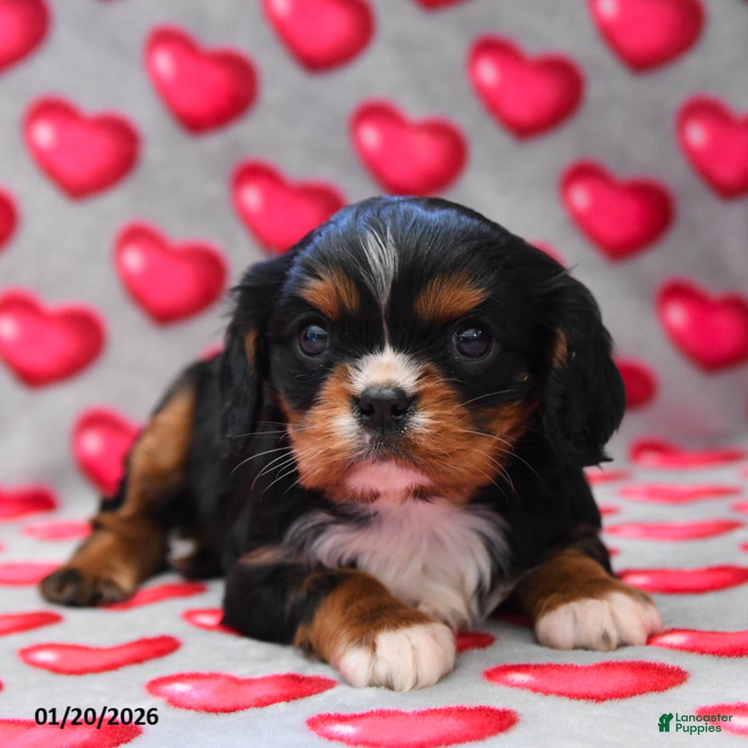 Cavalier King Charles Spaniel dogs for sale: Finley - Ad 2