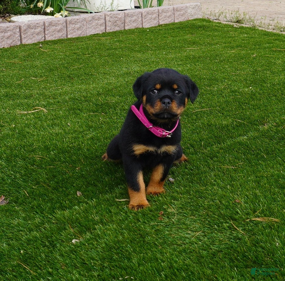 Rottweiler dogs Remi - Ad 1