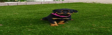 Remi