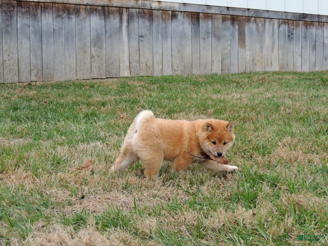Shiba Inu dogs for sale: DAKOTA - Ad 9
