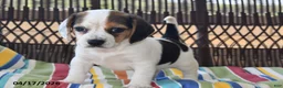 Beagle dogs for sale: Bailey - Ad 5