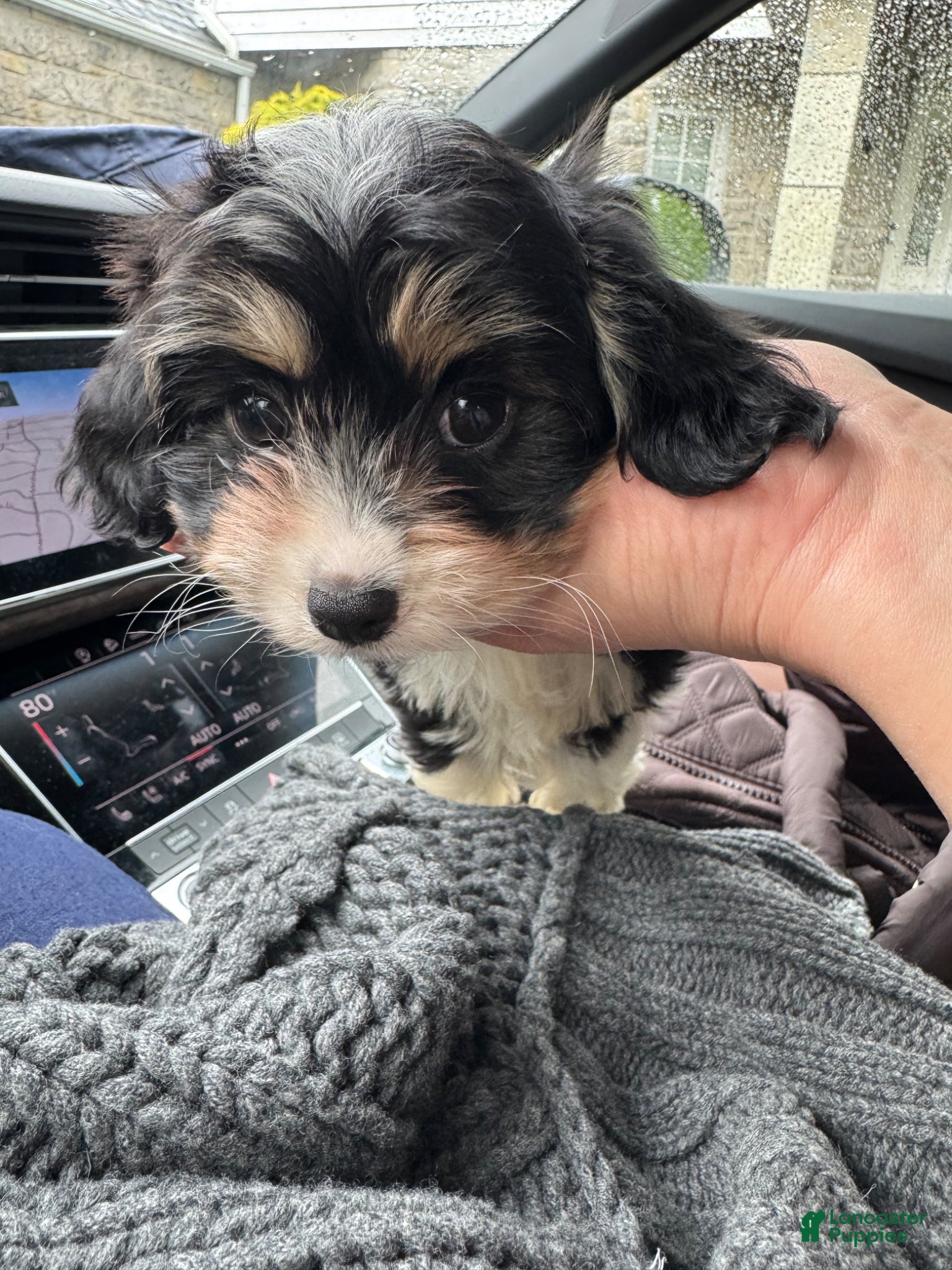 Cavapoo dogs Panda - Ad 2