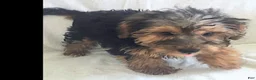 Yorkiepoo dogs for sale: Ziggy - Ad 8