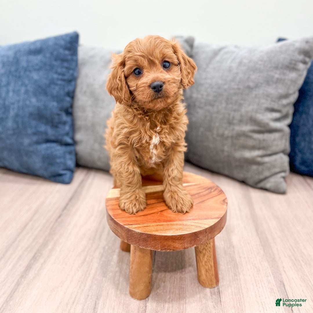 Cavapoo dogs for sale: Brooklyn - Ad 4