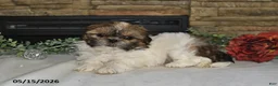 Shih Tzu dogs for sale: Tanya - Ad 2
