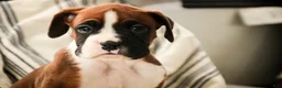 Boxer dogs for sale: Cappuccino - Ad 2