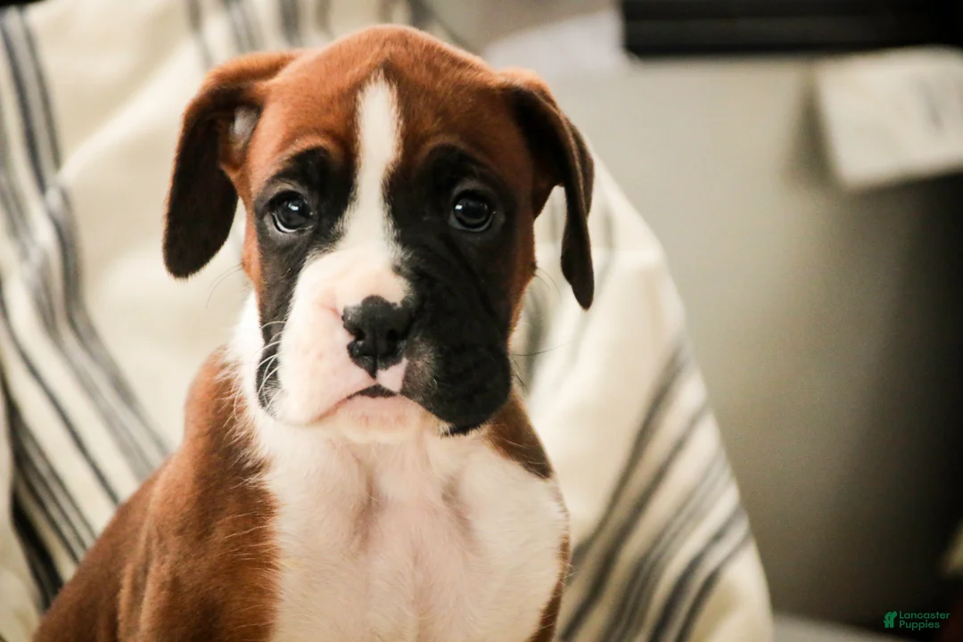 Boxer dogs for sale: Cappuccino - Ad 2