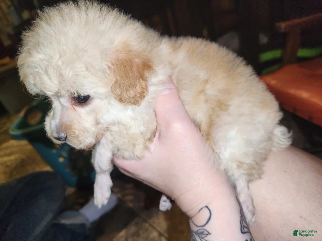 Havapoo dogs for sale: Havapoo Puppy 1 - Ad 13