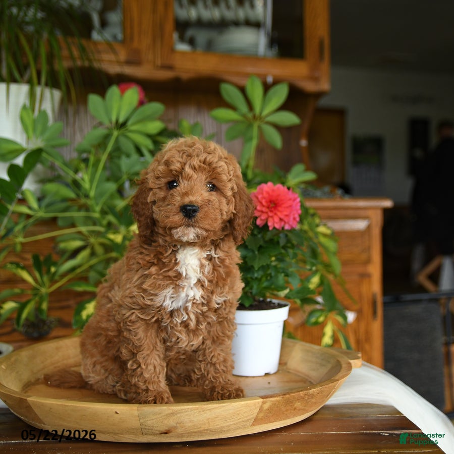 Mini Goldendoodle dogs Lachlan - Ad 1
