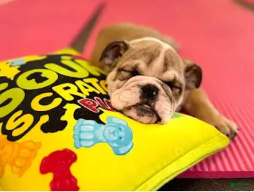 English Bulldog dogs for sale: Suga Baby  - Ad 1