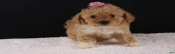 Shihpoo dogs for sale: Piper - Ad 4