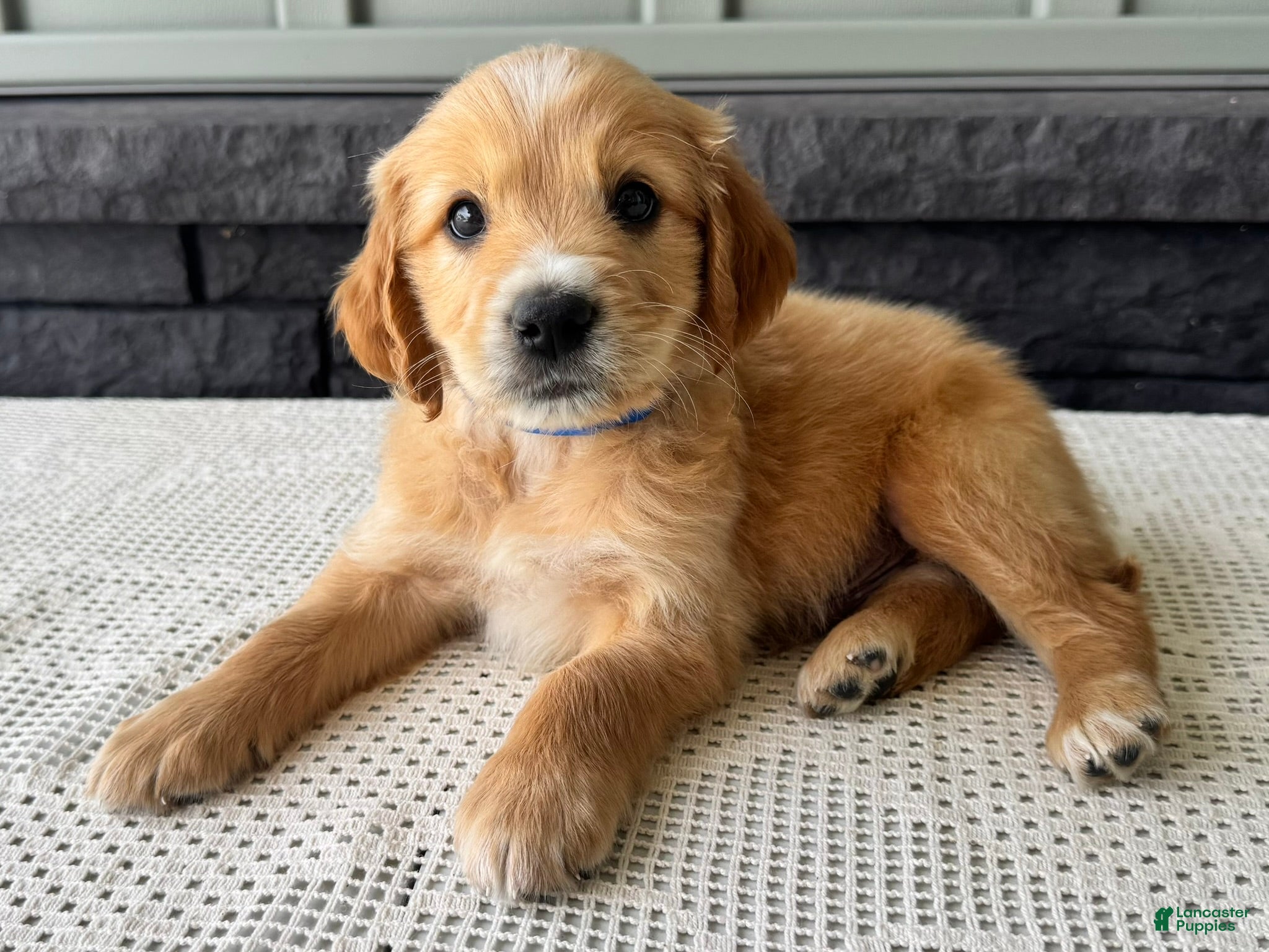 Mixed Breed dogs Teddy - Ad 2