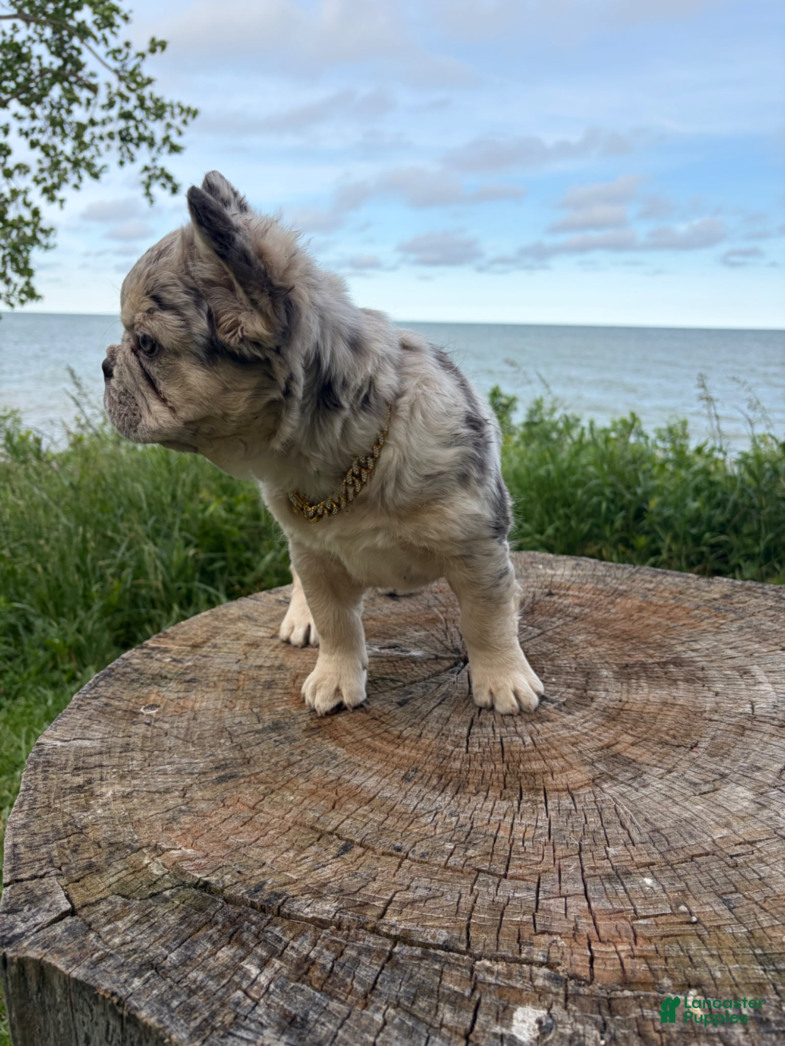 French Bulldog dogs French Bulldog Puppy 1 - Ad 2