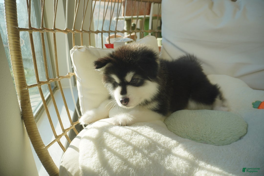 Alaskan Malamute dogs for sale: Xiao Zi - Ad 10