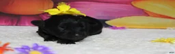 Schnoodle dogs for sale: Cabernet  - Ad 6