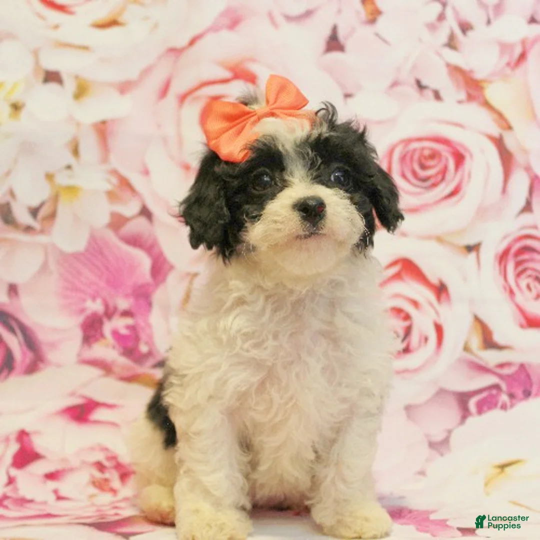 Cavapoo dogs for sale: Daisy - Ad 4