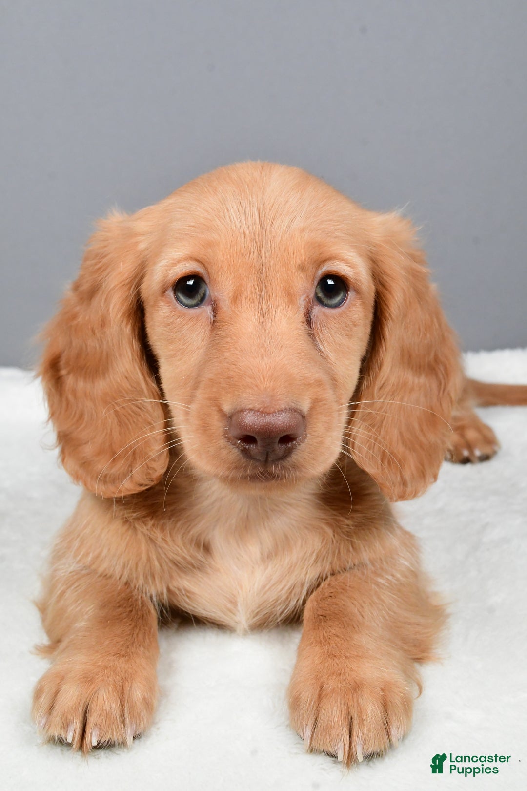 Miniature Dachshund dogs for sale: Valentine - Ad 11