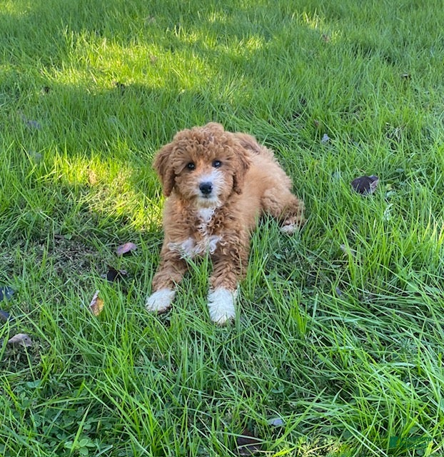 Mini Goldendoodle dogs for sale: Ember- mini/ petite - Ad 2
