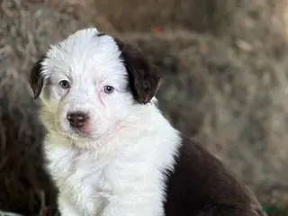 Australian Shepherd dogs for sale: Janna - Ad 2