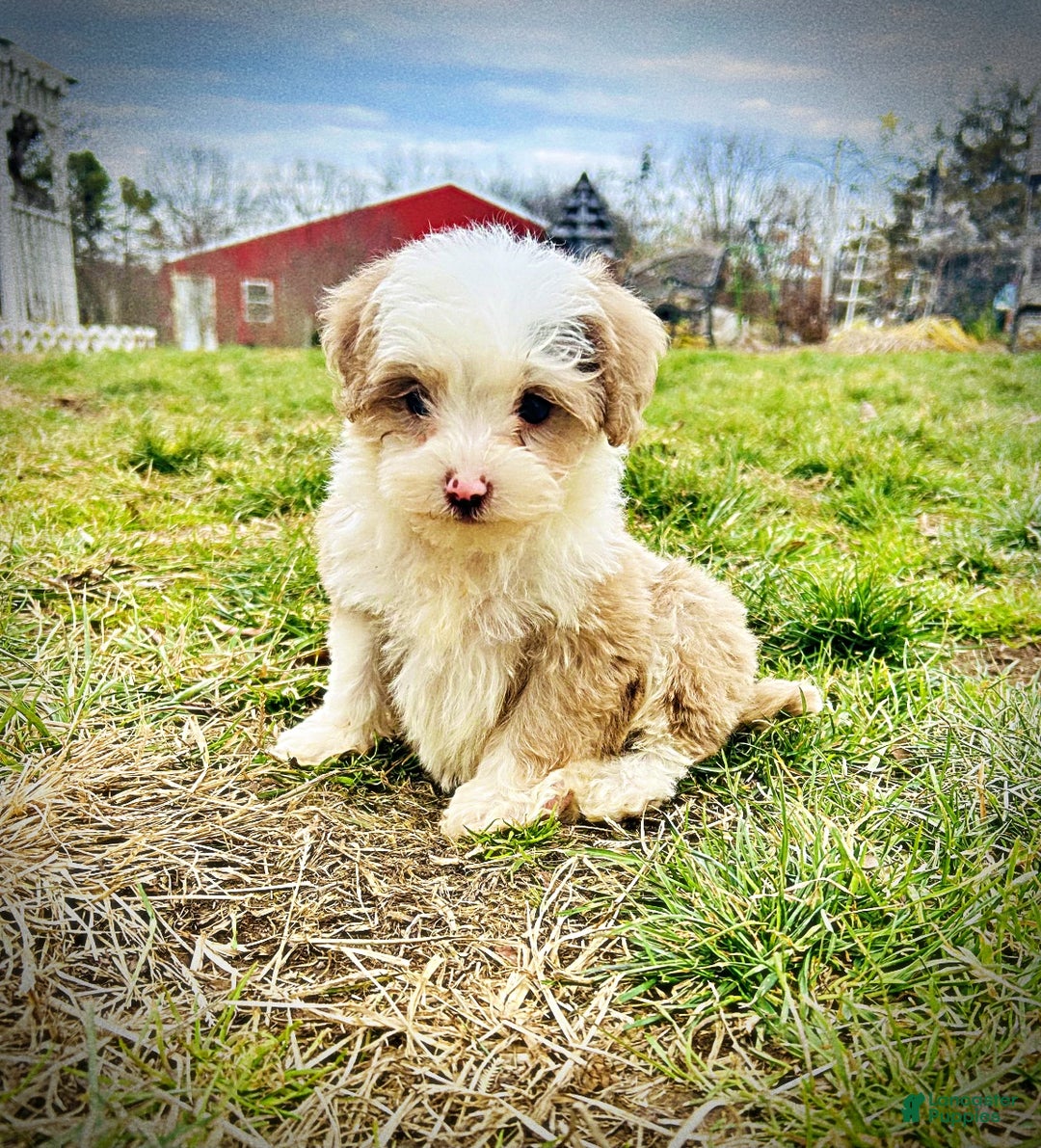 Havapoo dogs for sale: Whisper - Ad 11