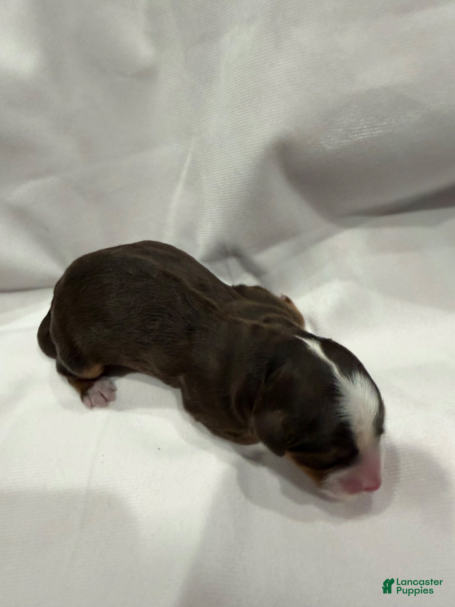 Bernedoodle dogs Bernedoodle Puppy 4 - Ad 10