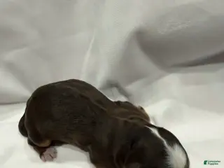 Bernedoodle dogs for sale: Bernedoodle Puppy 4 - Ad 1