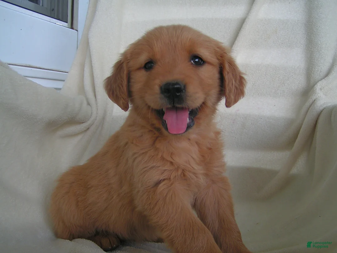 Golden Retriever dogs for sale: Lilly - Ad 1